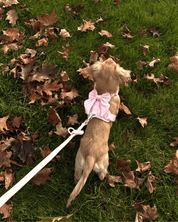 Wander! Bow Harness Kit Blossom - FURRY MUSE WAN - BOW - HKIT - XS - PN