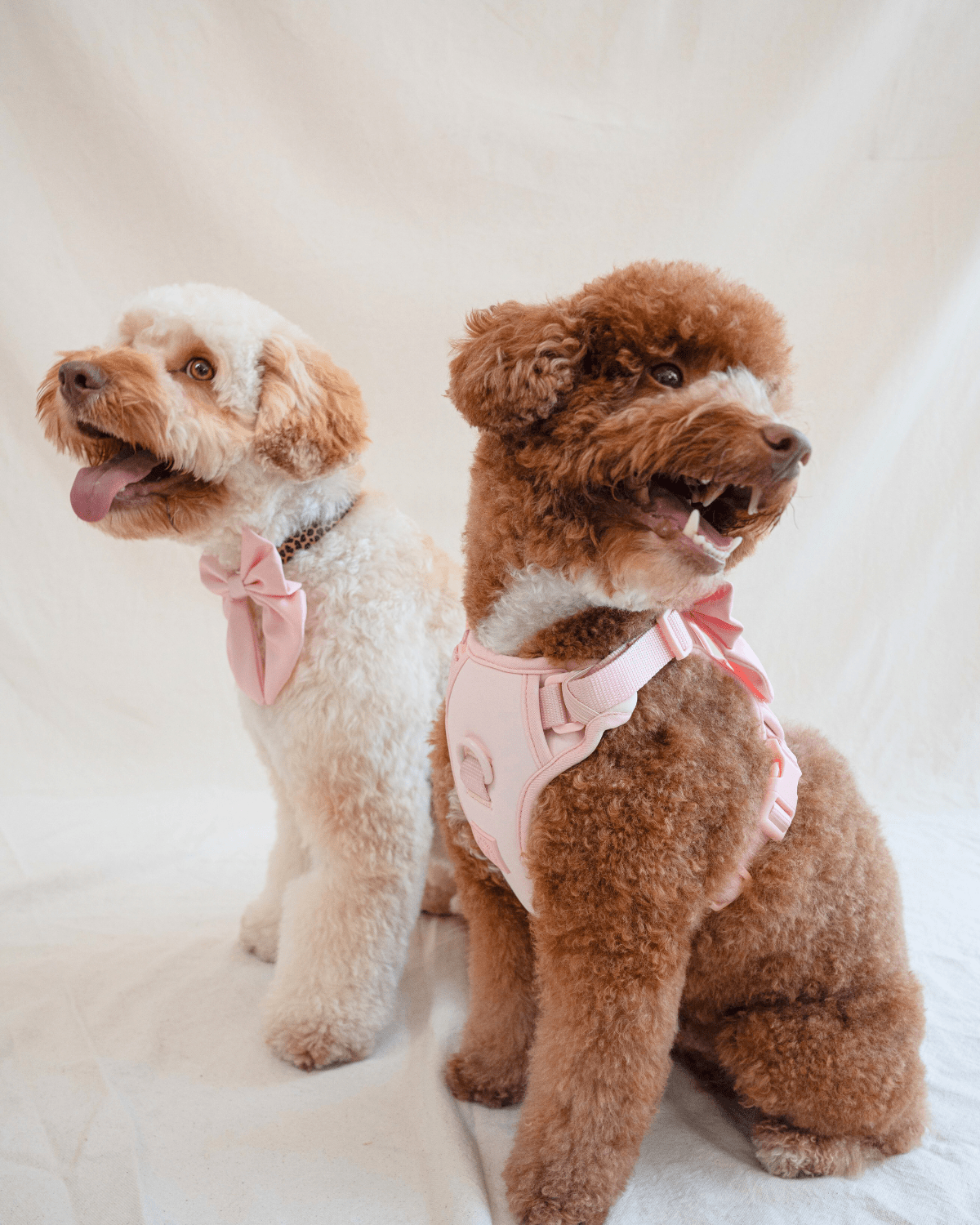 Wander! Bow Harness Kit Blossom - FURRY MUSE WAN - BOW - HKIT - XS - PN