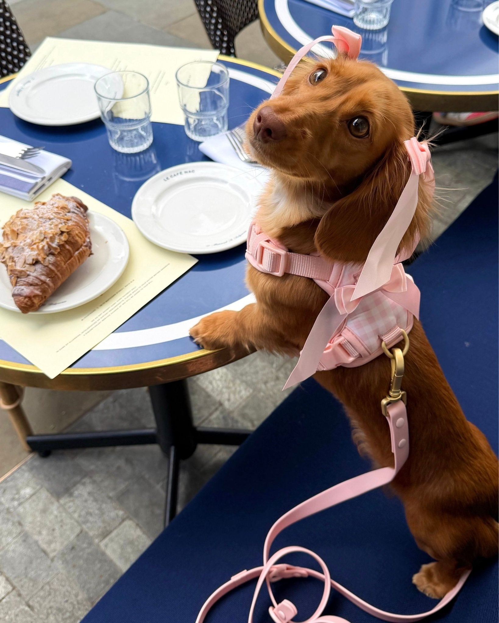 Wander! Bow Harness Kit Blossom Gingham - FURRY MUSE WAN-BOW-HKIT-XS-6FT-PNP
