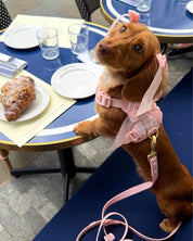 Wander! Bow Harness Kit Blossom Gingham - FURRY MUSE WAN-BOW-HKIT-XS-6FT-PNP