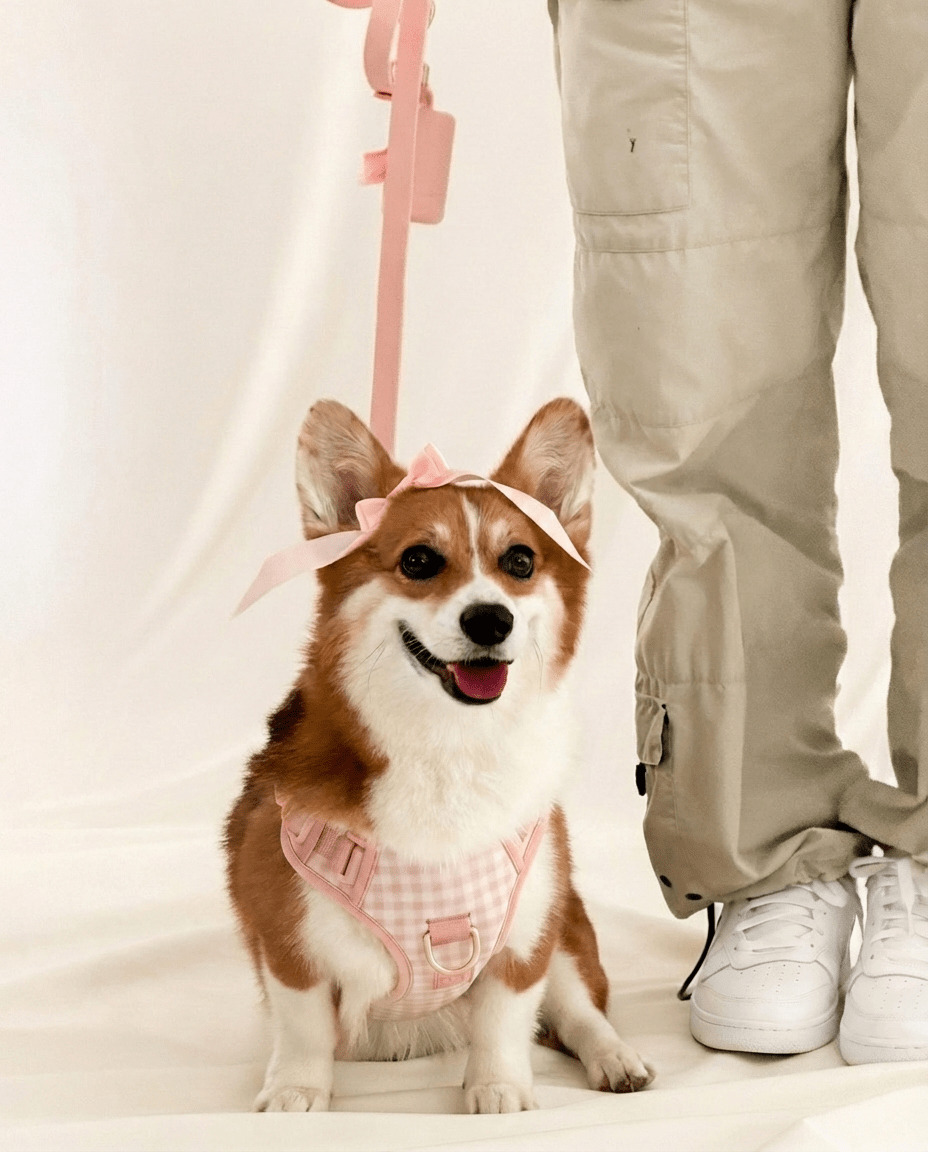 Wander! Bow Harness Kit Blossom Gingham - FURRY MUSE WAN-BOW-HKIT-XS-7FT-PNP