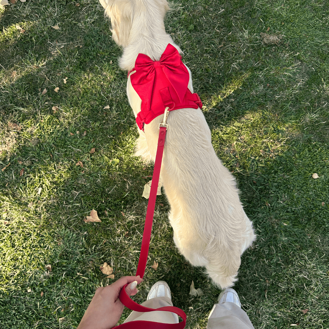 Wander! Bow Harness Kit Cherry - FURRY MUSE WAN - BOW - HKIT - XS - RD