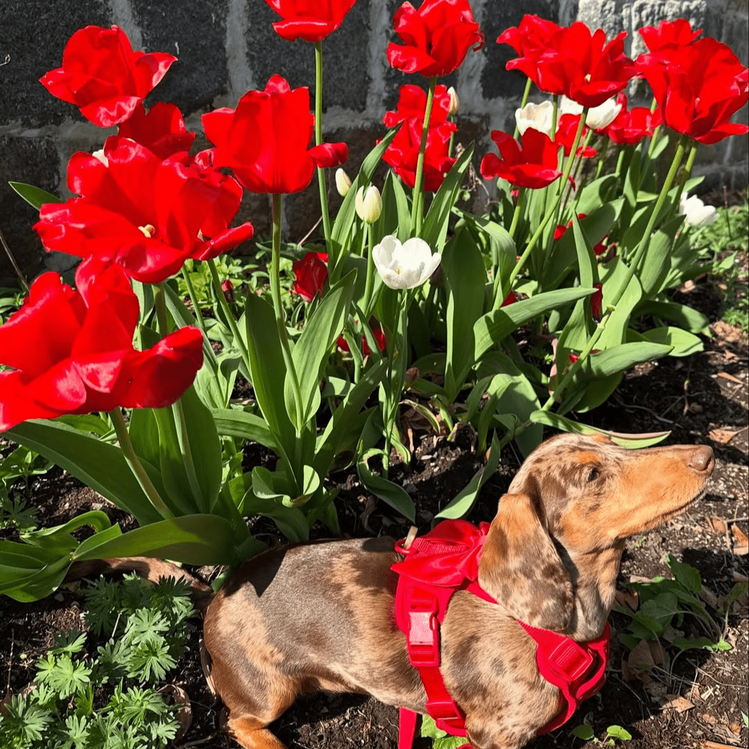 Wander! Bow Harness Kit Cherry - FURRY MUSE WAN - BOW - HKIT - XS - RD