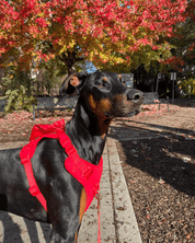 Wander! Bow Harness Kit Cherry - FURRY MUSE WAN - BOW - HKIT - XS - RD