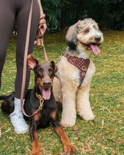Wander! Bow Harness Kit Cocoa Polka Dot - FURRY MUSE WAN-BOW-HKIT-XS-6FT-BRP