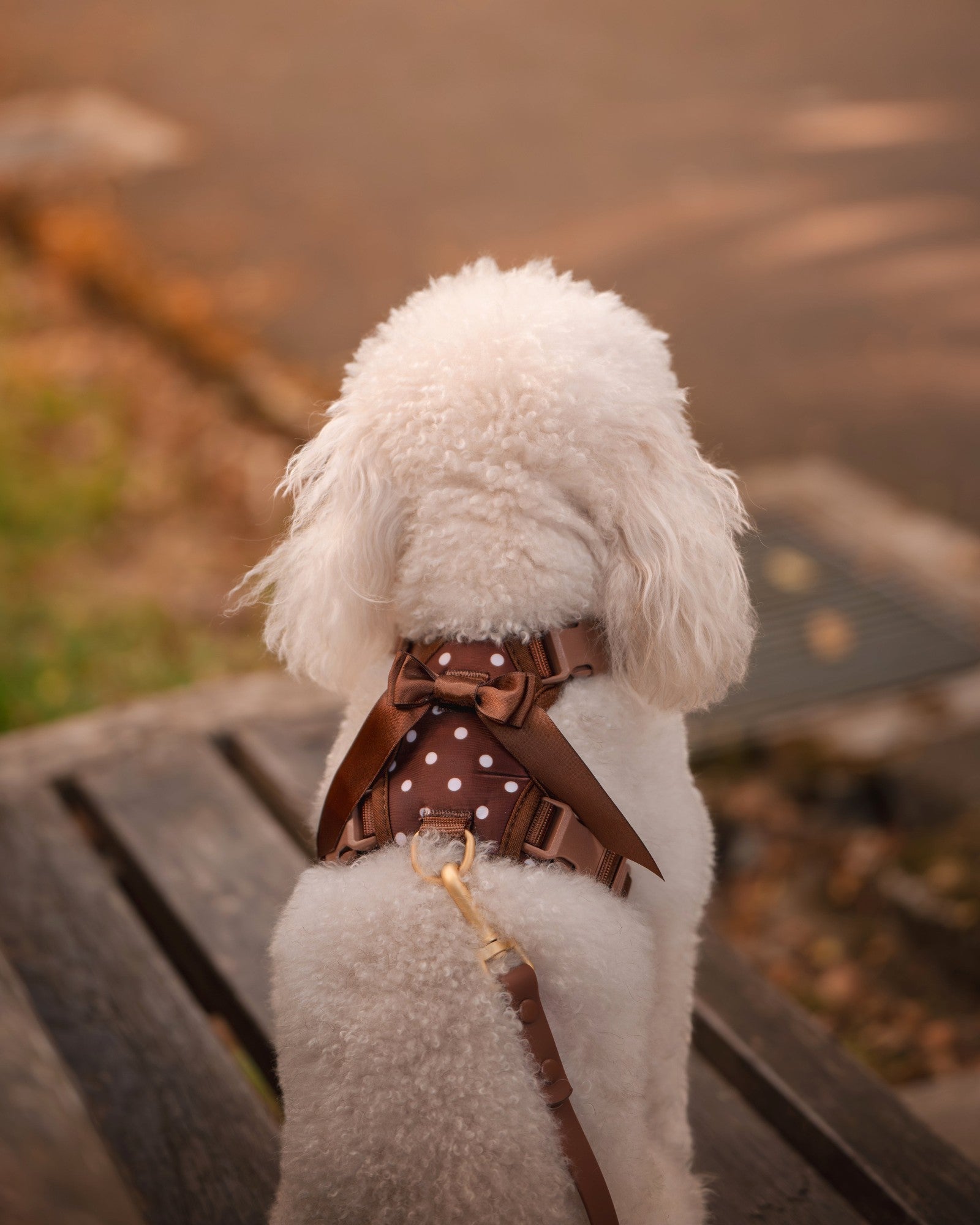 Wander! Bow Harness Kit Cocoa Polka Dot - FURRY MUSE WAN-BOW-HKIT-XS-6FT-BRP