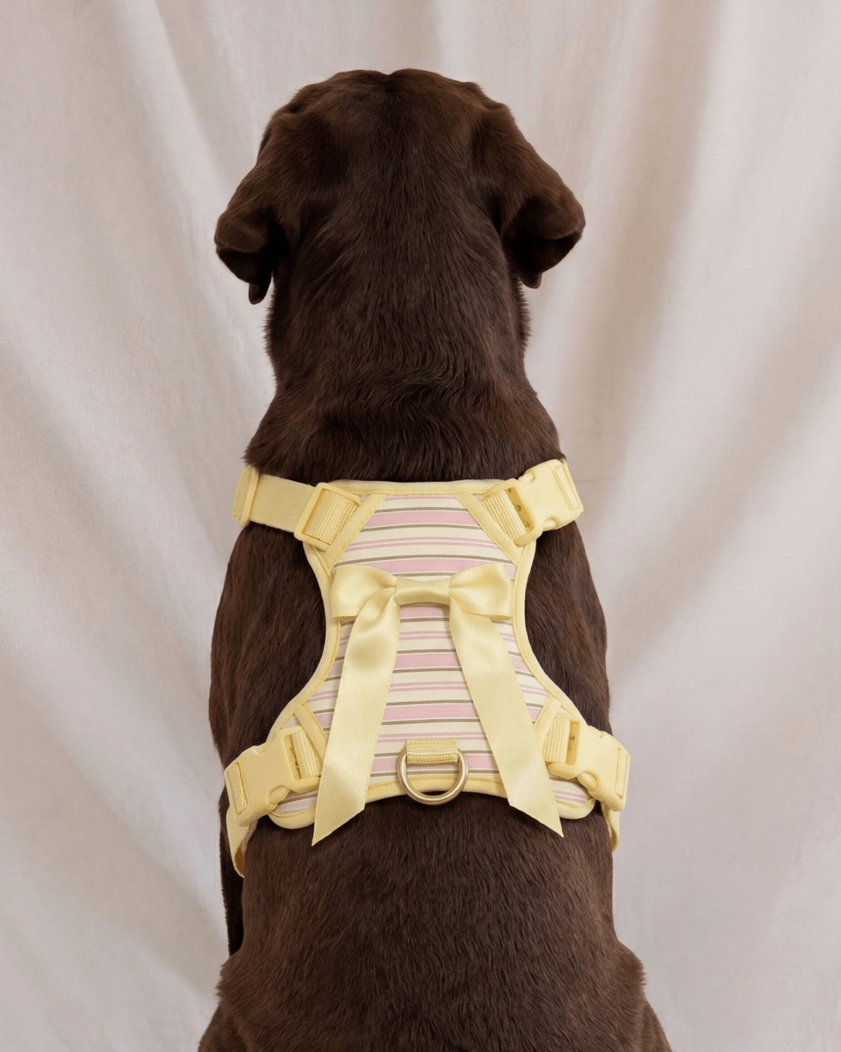 Wander! Bow Harness Kit Lemonade Stripe - FURRY MUSE WAN-HKIT-XS-YPN-6FT-GO
