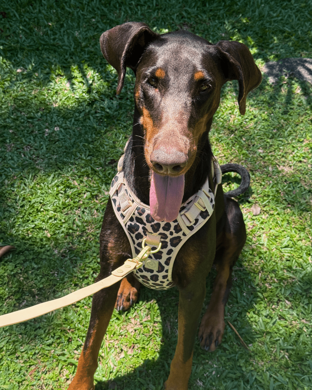 Wander! Bow Harness Kit Leopard - FURRY MUSE WAN - BOW - HKIT - XS - LEO