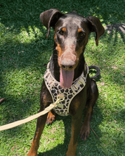 Wander! Bow Harness Kit Leopard - FURRY MUSE WAN - BOW - HKIT - XS - LEO