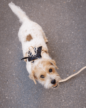 Wander! Bow Harness Kit Leopard - FURRY MUSE WAN - BOW - HKIT - XS - LEO