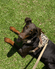 Wander! Bow Harness Kit Leopard - FURRY MUSE WAN - BOW - HKIT - XS - LEO