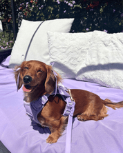 Wander! Bow Harness Kit Lilac - FURRY MUSE