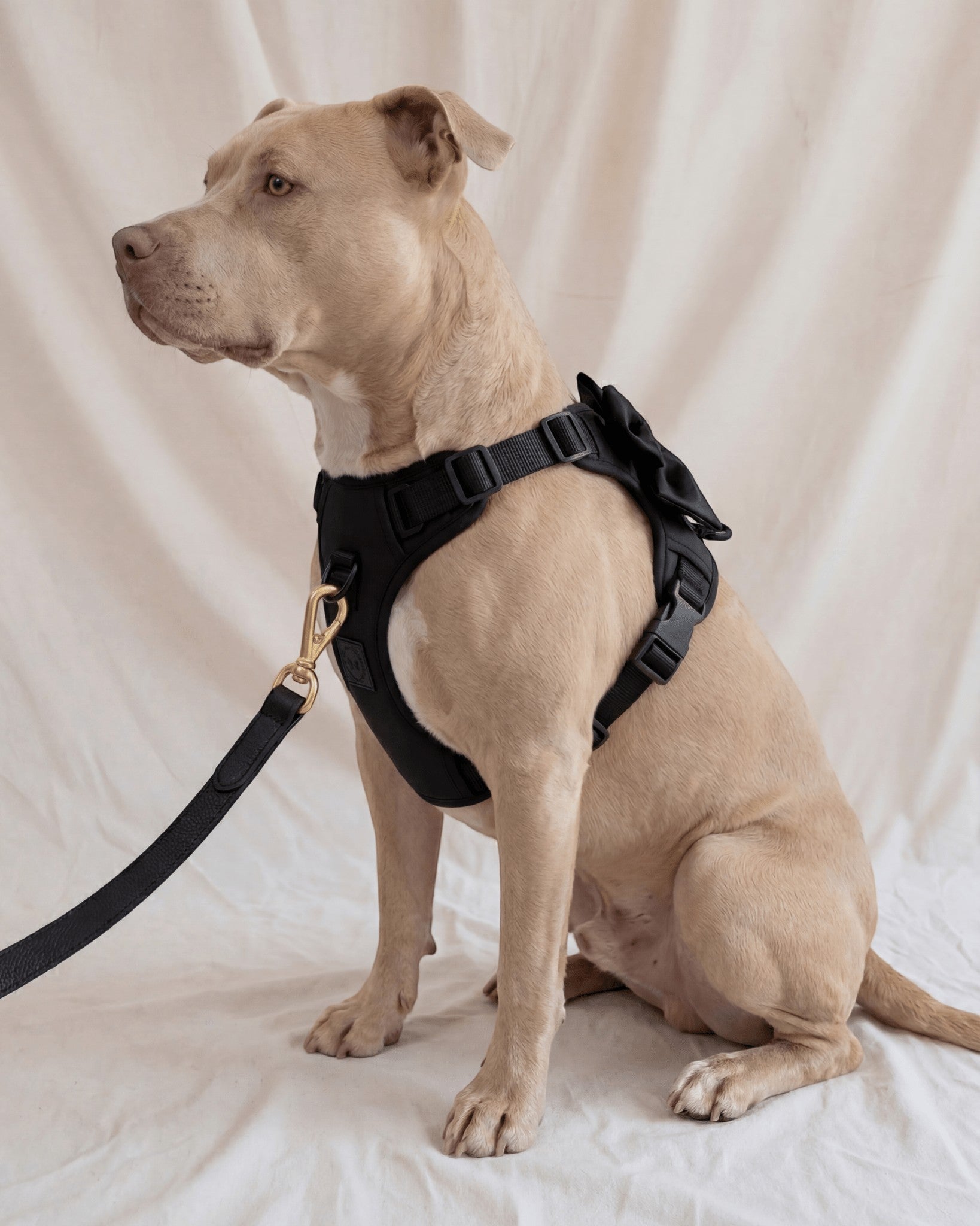 Wander! Bow Harness Kit Midnight - Gold - FURRY MUSE WAN-HKIT-XS-BK-6FT-GO