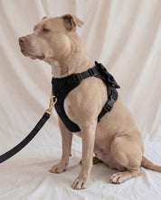 Wander! Bow Harness Kit Midnight - Gold - FURRY MUSE WAN-HKIT-XS-BK-6FT-GO