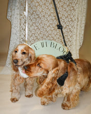 Wander! Bow Harness Kit Midnight - Gold - FURRY MUSE WAN-HKIT-XS-BK-6FT-GO