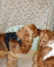 Wander! Bow Harness Kit Midnight - Gold - FURRY MUSE WAN-HKIT-XS-BK-6FT-GO