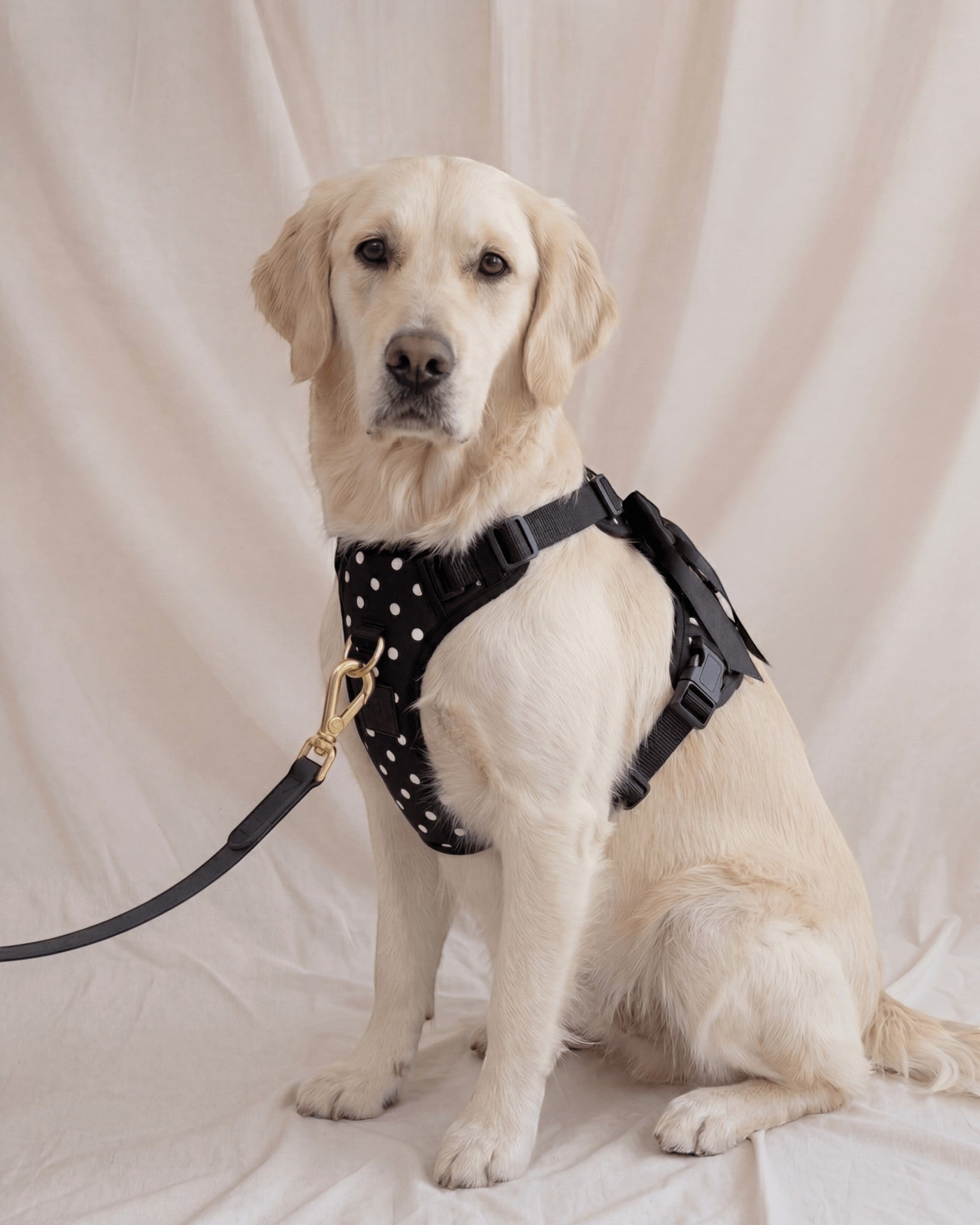 Wander! Bow Harness Kit Midnight Polka Dot - FURRY MUSE WAN-HKIT-XS-BKP-6FT-GO