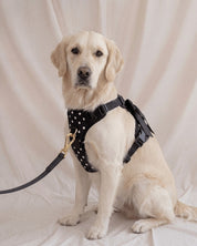 Wander! Bow Harness Kit Midnight Polka Dot - FURRY MUSE WAN-HKIT-XS-BKP-6FT-GO