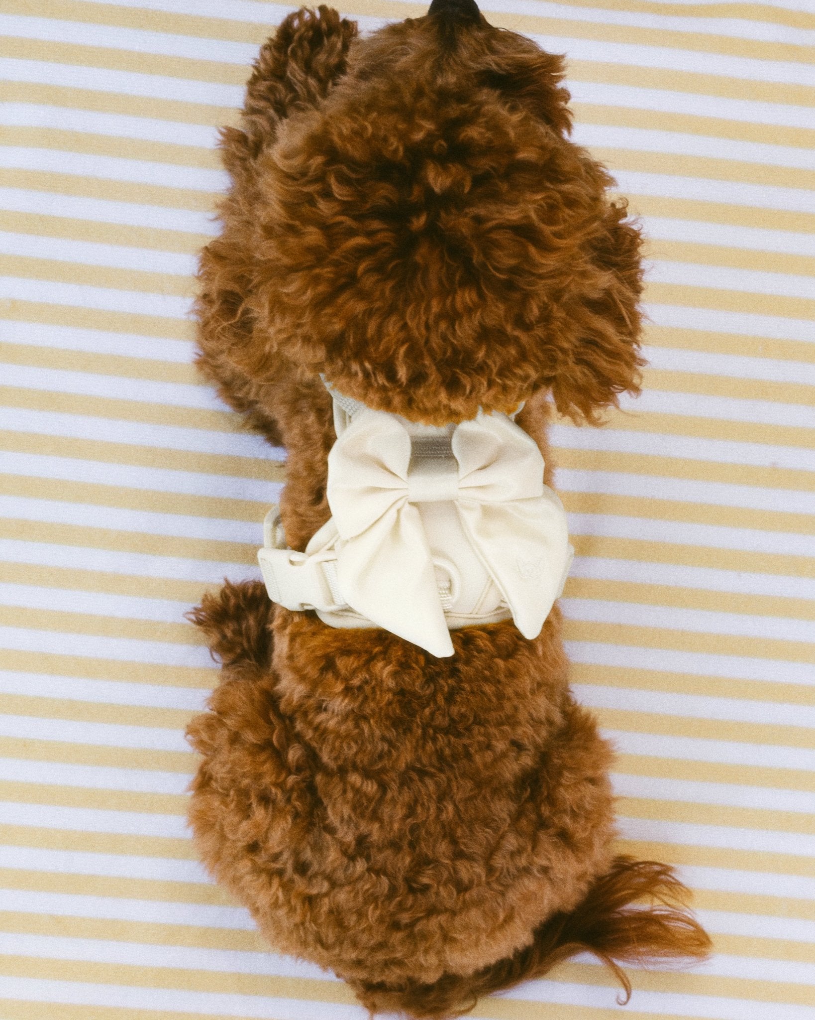 Wander! Bow Harness Kit Pearl - Gold - FURRY MUSE WAN-HKIT-XS-WH-6FT-GO