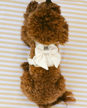 Wander! Bow Harness Kit Pearl - Gold - FURRY MUSE WAN-HKIT-XS-WH-6FT-GO