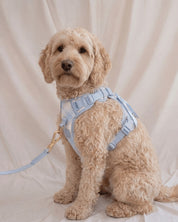 Wander! Bow Harness Kit Seaside Plaid - FURRY MUSE WAN-HKIT-XS-LBPD-6FT-GO