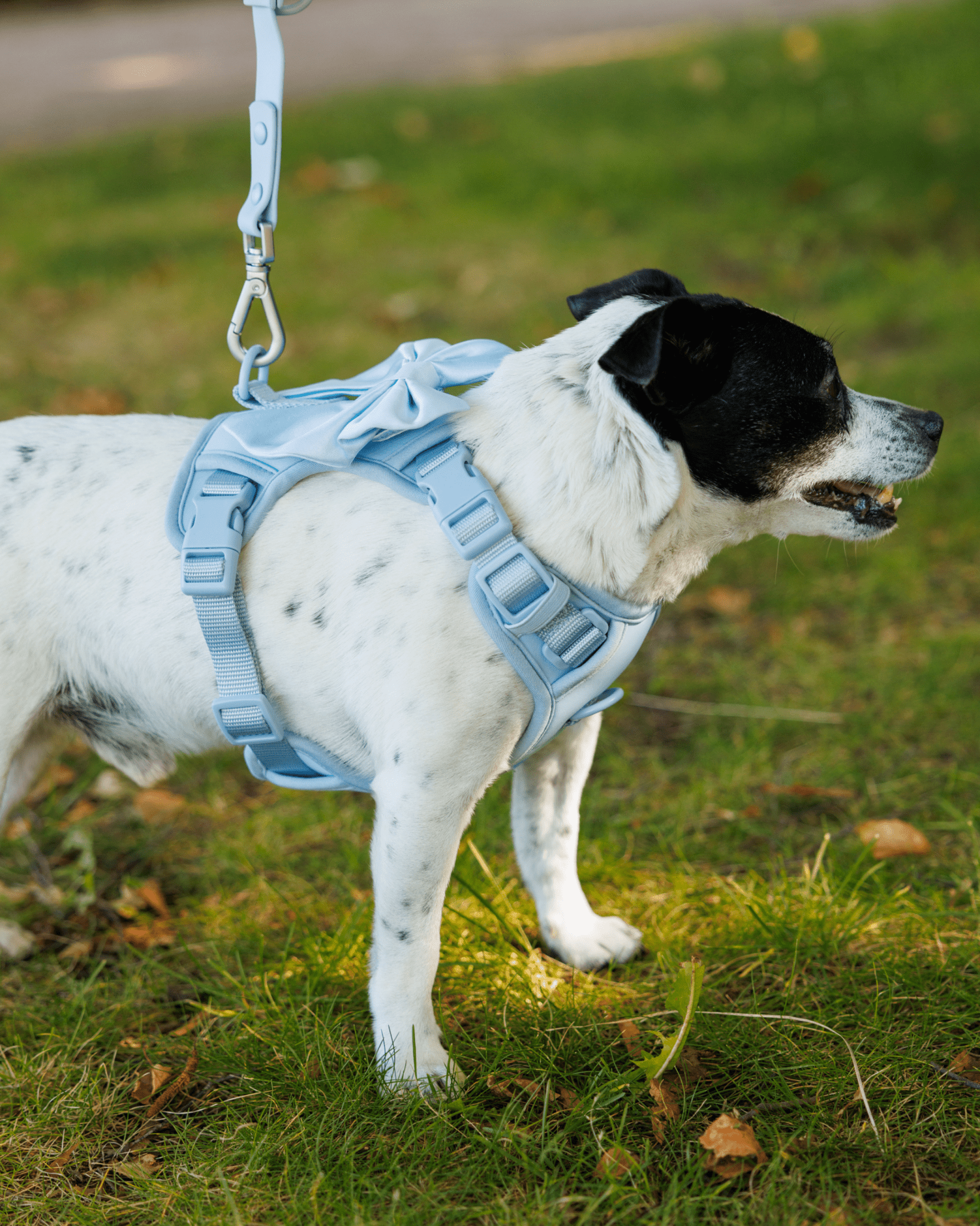 Wander! Bow Harness Kit Sky - FURRY MUSE WAN - BOW - HKIT - XS - BL