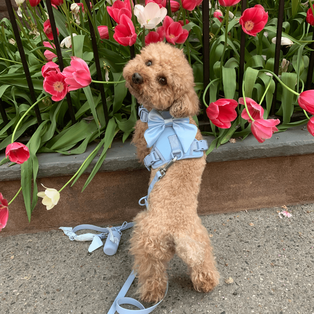 Wander! Bow Harness Kit Sky - FURRY MUSE WAN - BOW - HKIT - XS - BL