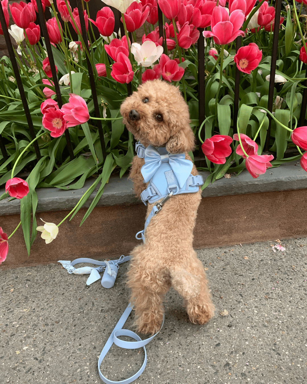 Wander! Bow Harness Kit Sky - FURRY MUSE WAN - BOW - HKIT - XS - BL