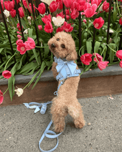 Wander! Bow Harness Kit Sky - FURRY MUSE WAN - BOW - HKIT - XS - BL