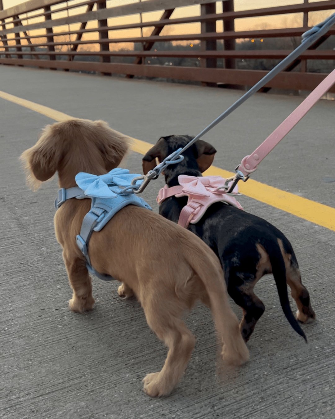 Wander! Bow Harness Kit Sky - FURRY MUSE WAN - BOW - HKIT - XS - BL