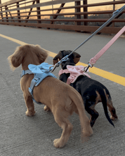 Wander! Bow Harness Kit Sky - FURRY MUSE WAN - BOW - HKIT - XS - BL