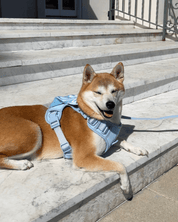 Wander! Bow Harness Kit Sky - FURRY MUSE WAN - BOW - HKIT - XS - BL