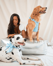 Wander! Bow Harness 2.0 - Sky