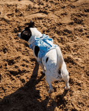 Wander! Bow Harness Kit Sky - FURRY MUSE WAN - BOW - HKIT - XS - BL