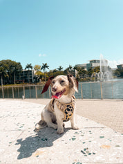 Wander! Bow Harness Leopard - FURRY MUSE WAN - HAR2 - XS - LEO