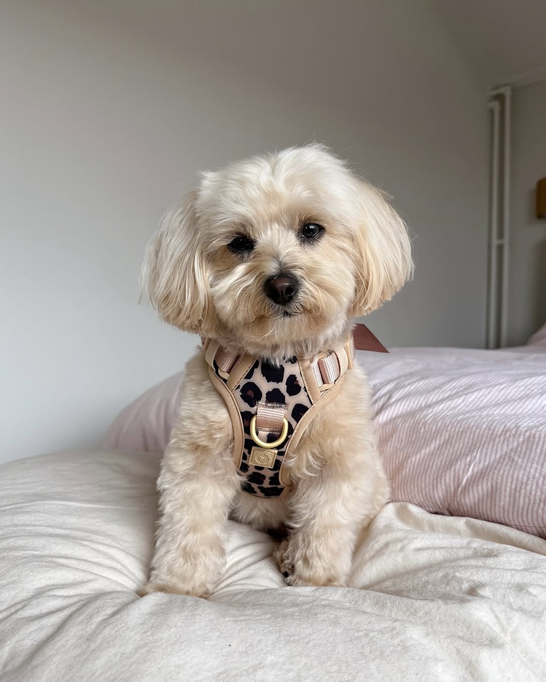 Wander! Bow Harness Leopard - FURRY MUSE WAN - HAR2 - XS - LEO