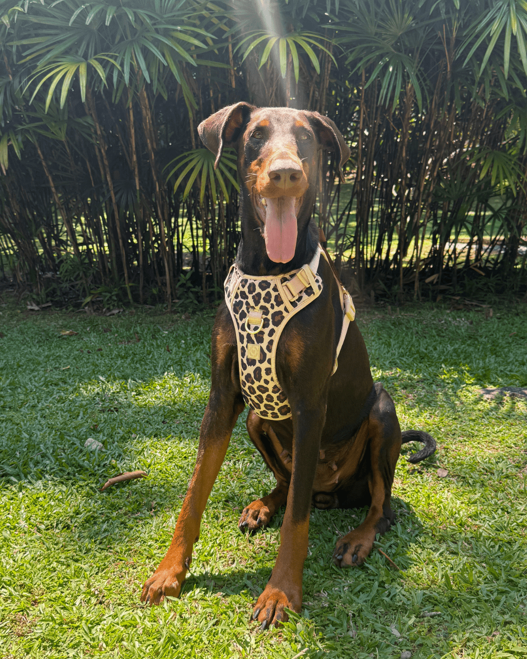 Wander! Bow Harness Leopard - FURRY MUSE WAN - HAR2 - XS - LEO