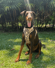 Wander! Bow Harness Leopard - FURRY MUSE WAN - HAR2 - XS - LEO