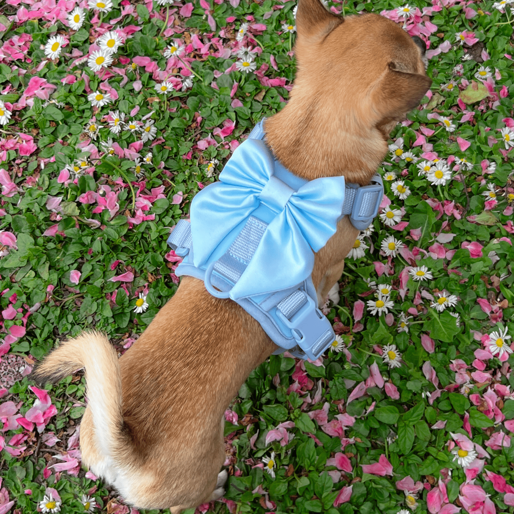 Wander! Bow Harness Sky - FURRY MUSE WAN - HAR2 - XS - BL