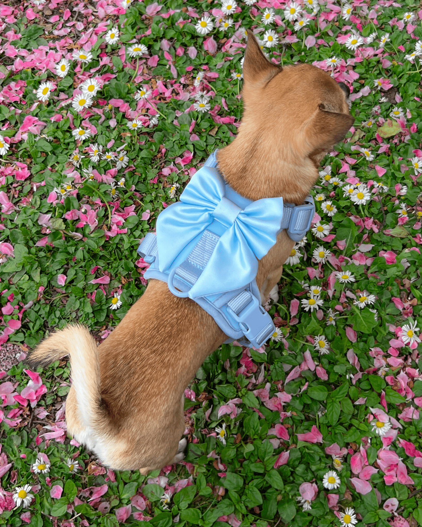 Wander! Bow Harness Sky - FURRY MUSE WAN - HAR2 - XS - BL