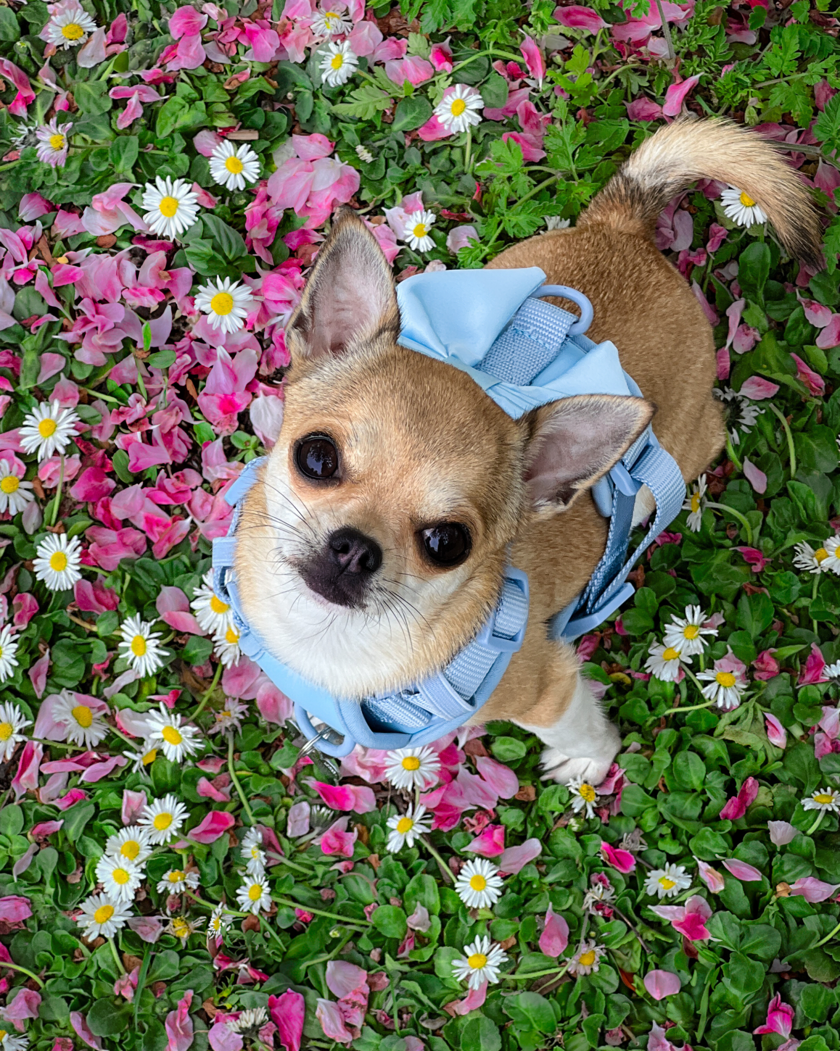 Wander! Bow Harness Sky - FURRY MUSE WAN - HAR2 - XS - BL