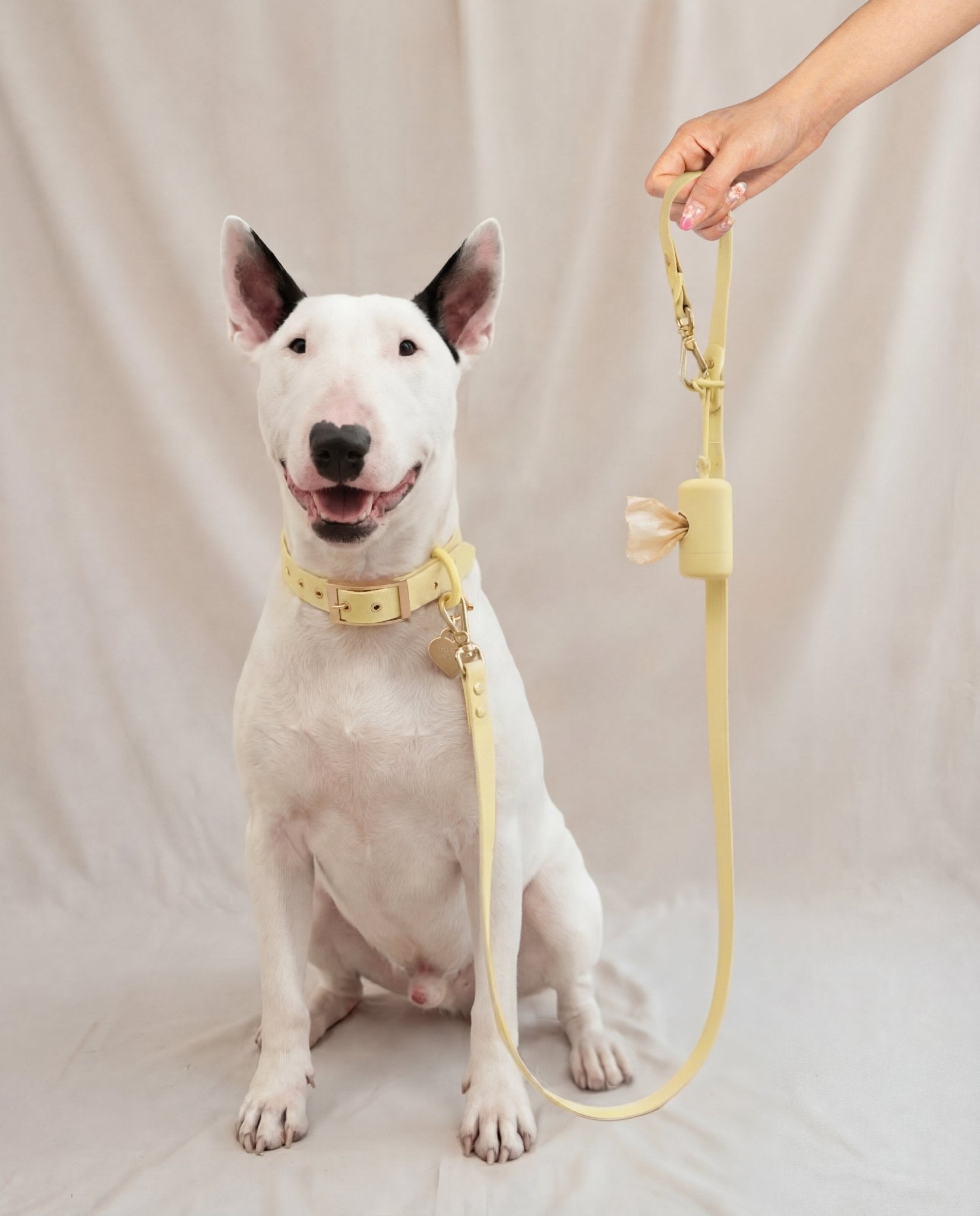 Wander! Collar 2.0 - Buttercream - FURRY MUSE WAN-COL2-S-YL