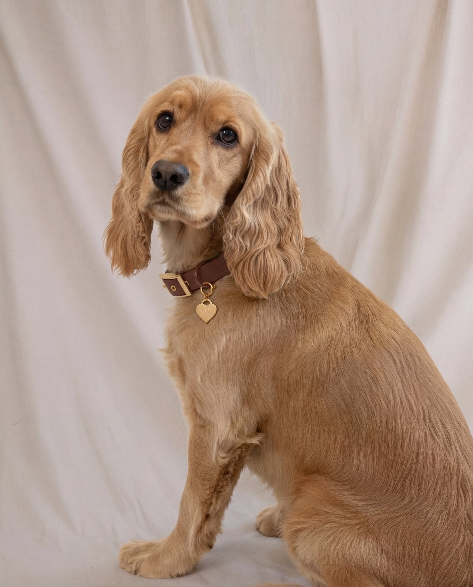 Wander! Collar 2.0 - Cocoa - FURRY MUSE WAN-COL2-S-BR