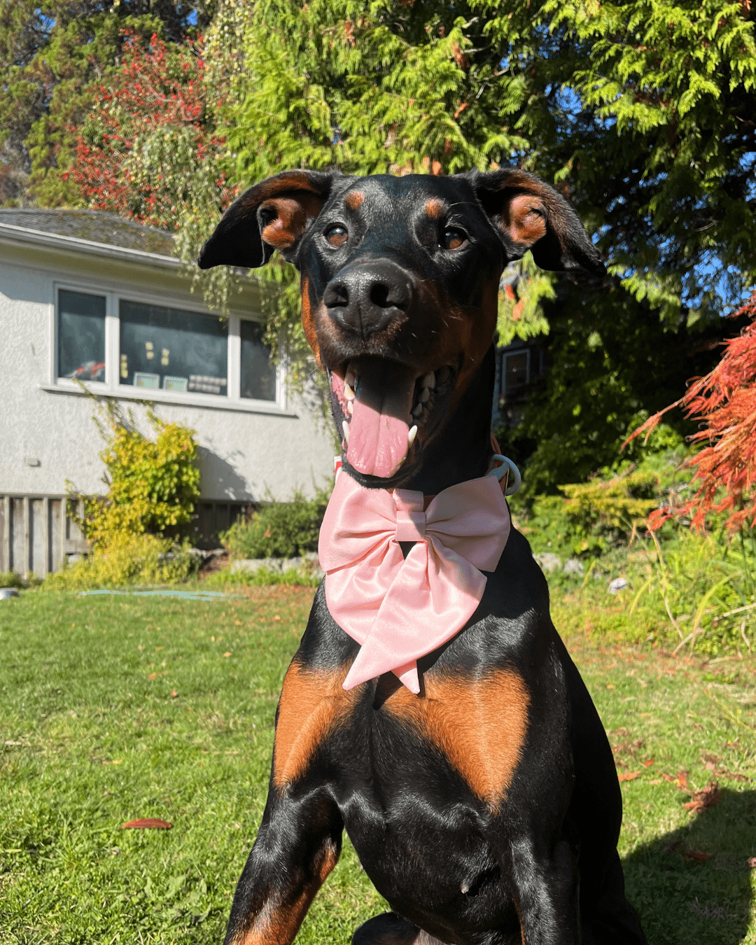 Wander! Collar Bow Blossom - FURRY MUSE WAN - BOW - S - PN