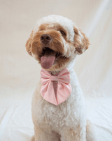 Satin Collar Bow - Blossom