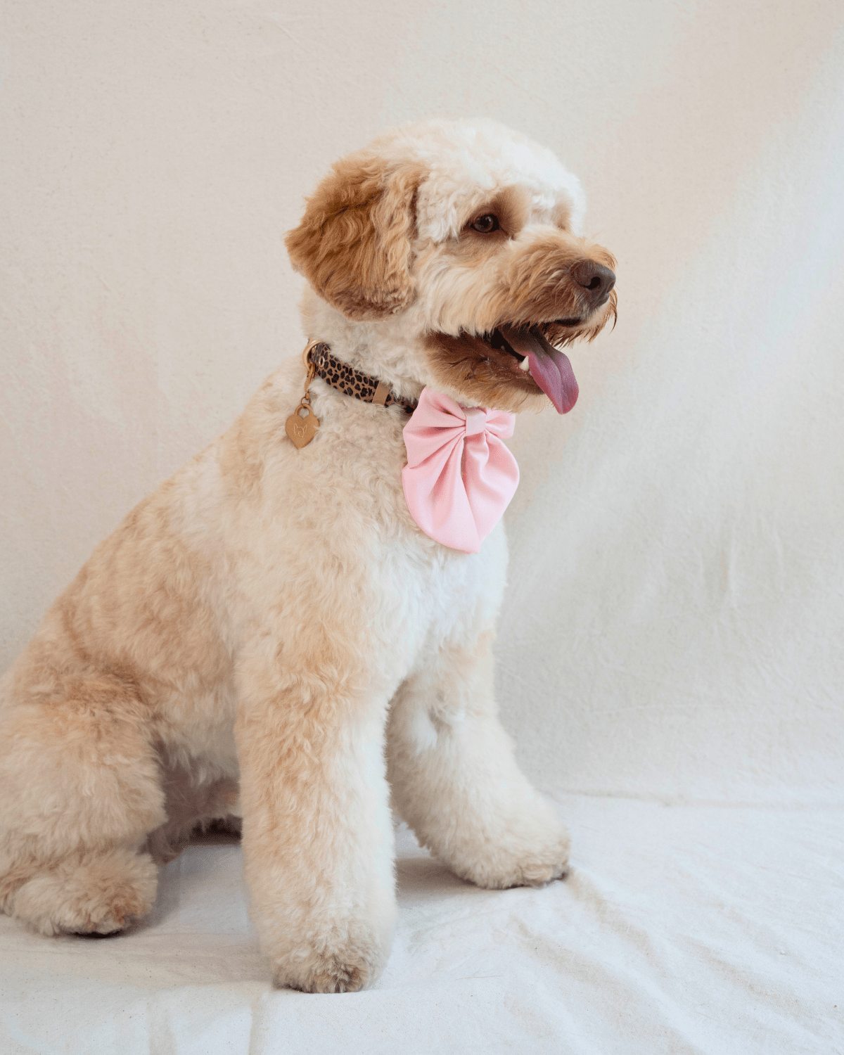 Wander! Collar Bow Blossom - FURRY MUSE WAN - BOW - S - PN