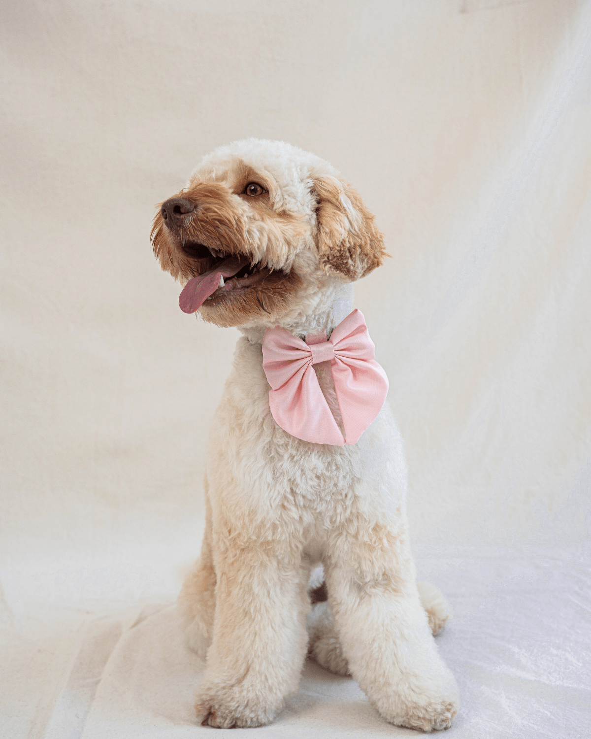 Wander! Collar Bow Blossom - FURRY MUSE WAN - BOW - S - PN