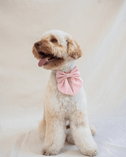 Wander! Collar Bow Blossom - FURRY MUSE WAN - BOW - S - PN