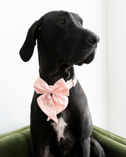 Wander! Collar Bow Blossom - FURRY MUSE WAN - BOW - S - PN