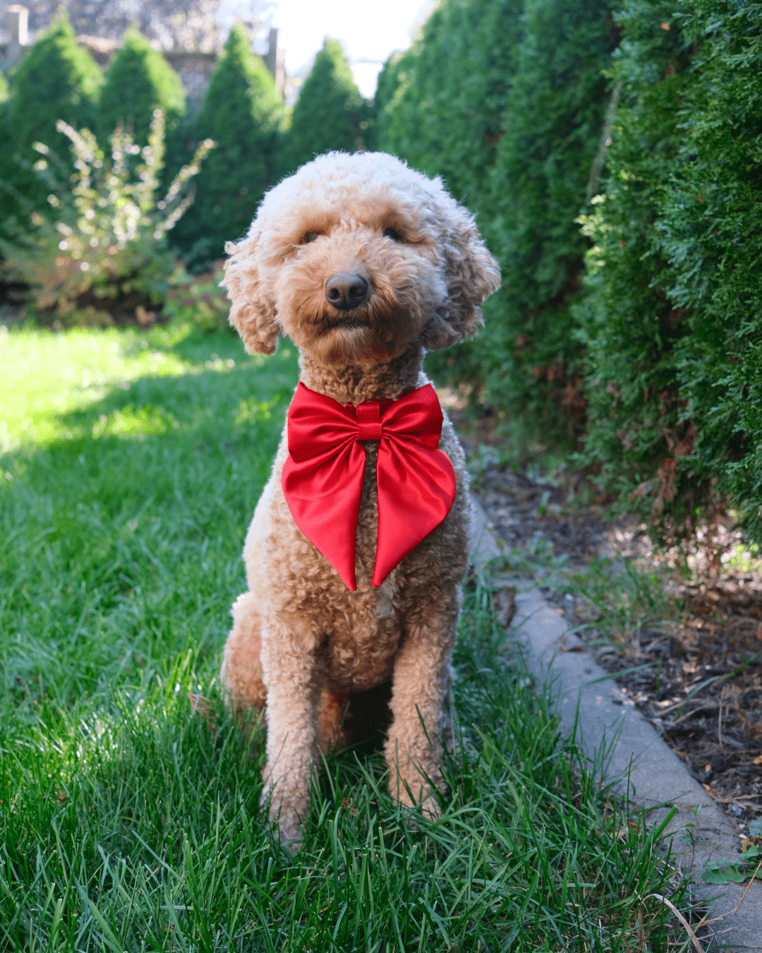 Wander! Collar Bow Cherry - FURRY MUSE WAN - BOW - S - RD